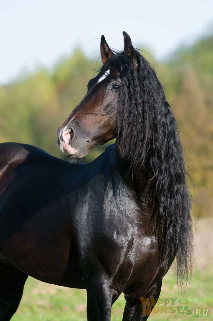 Физические характеристики Андалузской лошади