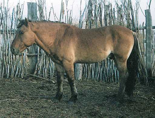 Особенности и характеристики лошади Башкирской
