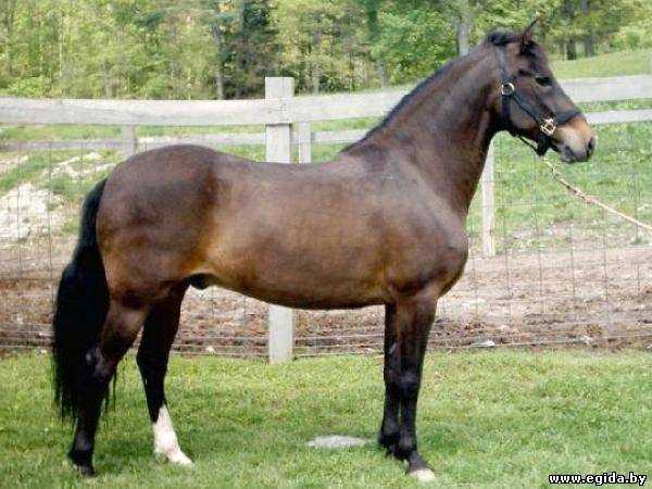 Берберийская лошадь в культуре и искусстве