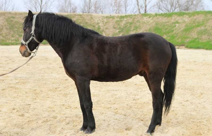 Описание особенностей Берберийской лошади