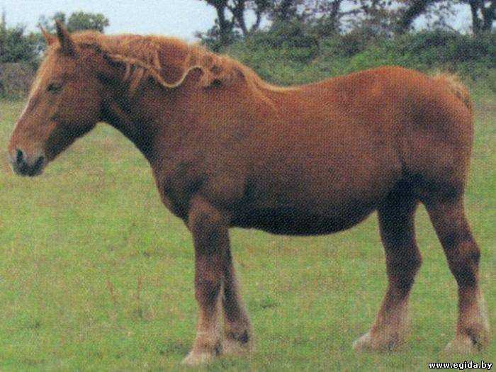 Характеристики лошадей Бретонской породы: