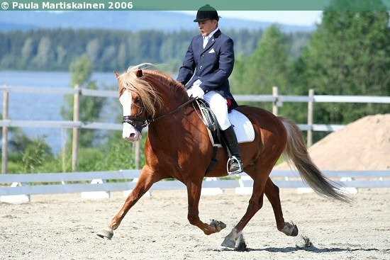 Финская лошадь: история, особенности, применение