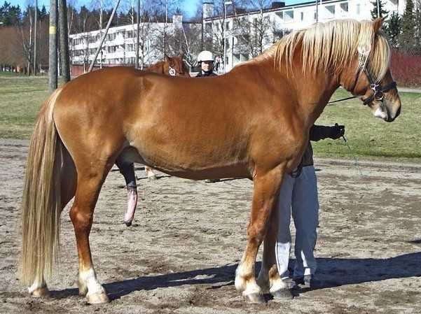 Применение и популярность Финской лошади в современности