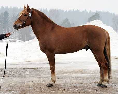 Особенности экстерьера и характера Финской лошади