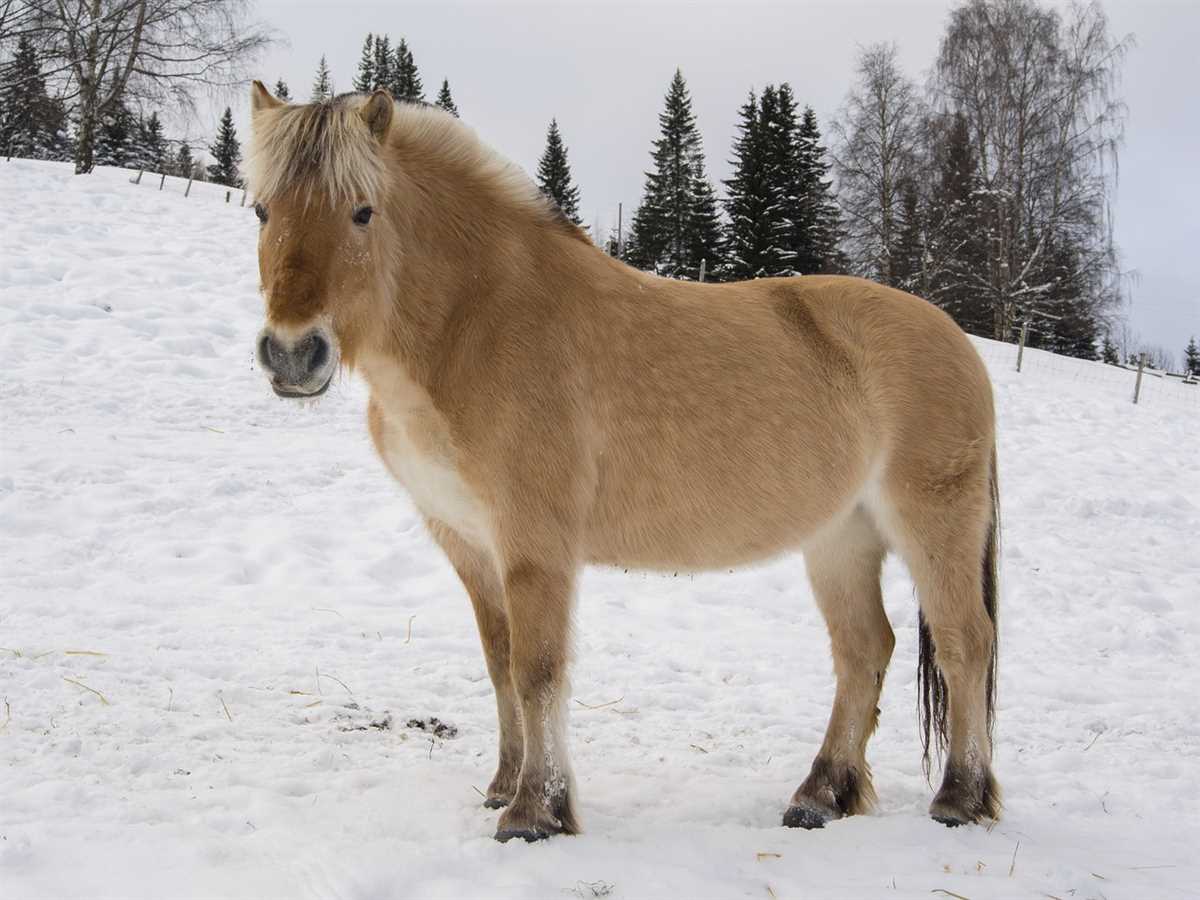 Особенности внешности и характера лошади Фьордской