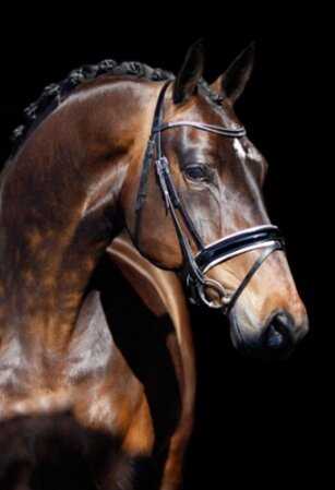 Характеристики лошадей Голландской породы