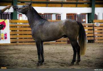 Применение Каспийской лошади в современных условиях