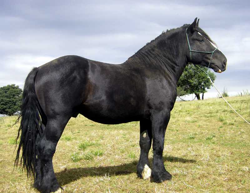 Особенности характера лошади Першерон