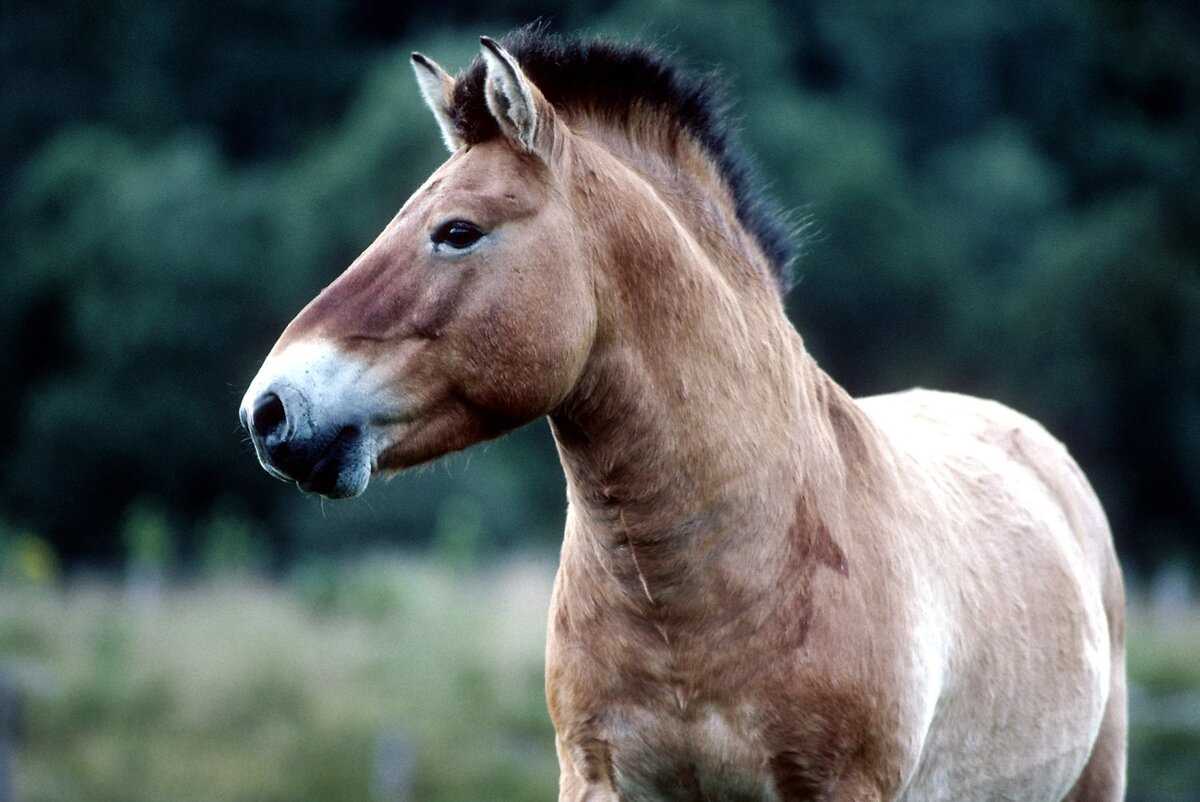 Лошадь Пржевальского: ее история и происхождение