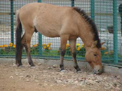 Среда обитания лошади Пржевальского: типы ландшафтов и климат