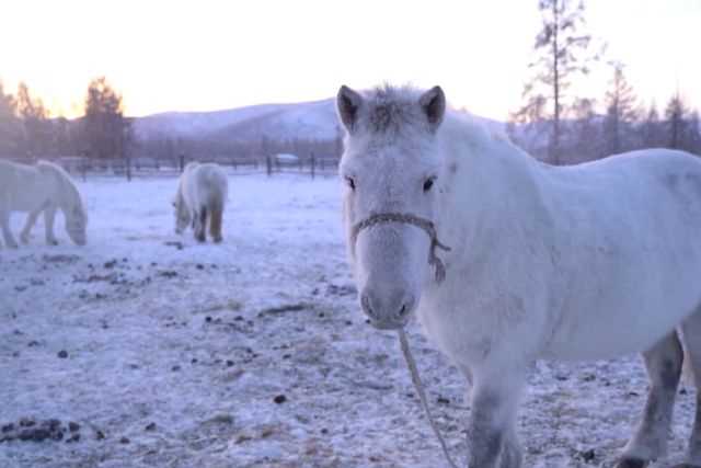 Важность сохранения популяции лошади Якутской