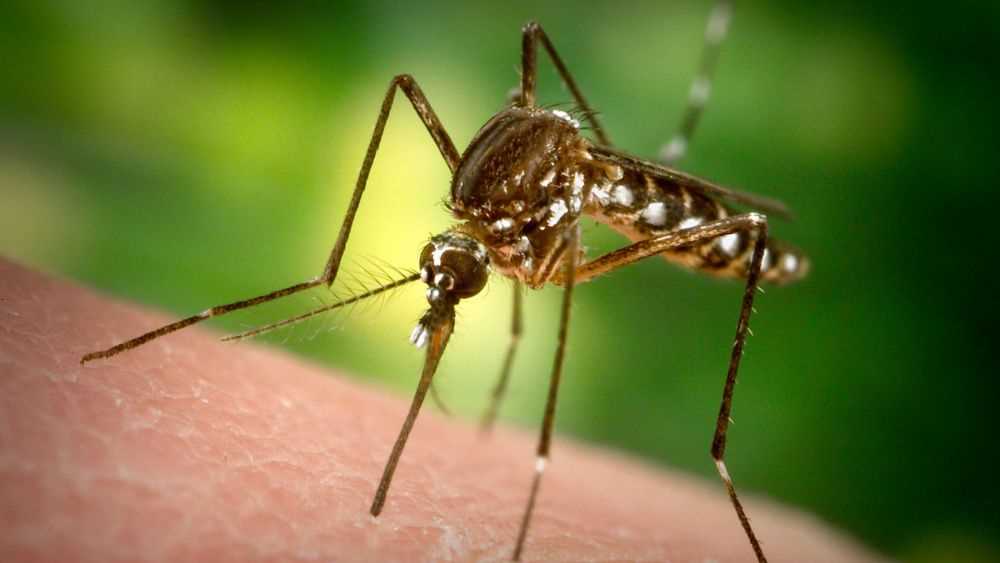 Медицинские препараты против комаров