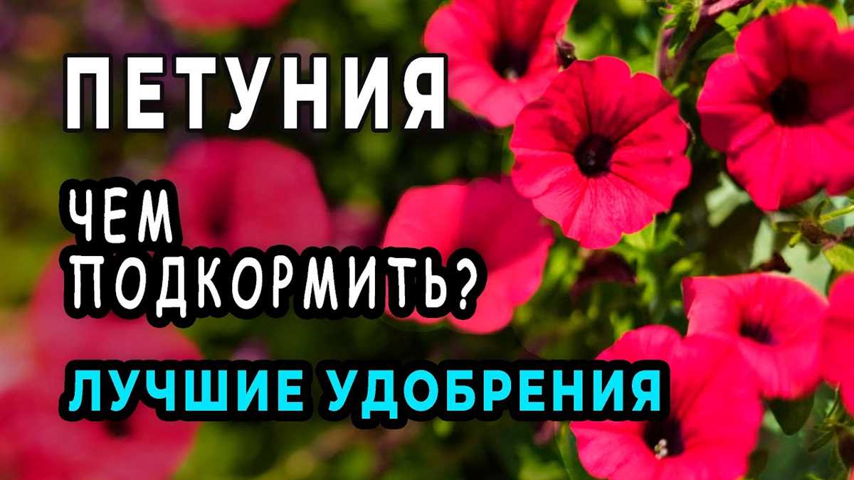 Как правильно применять удобрения для петуний