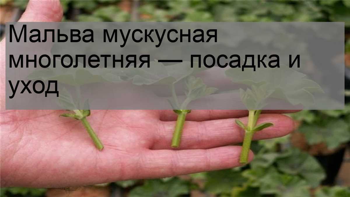 Описание мальвы мускусной