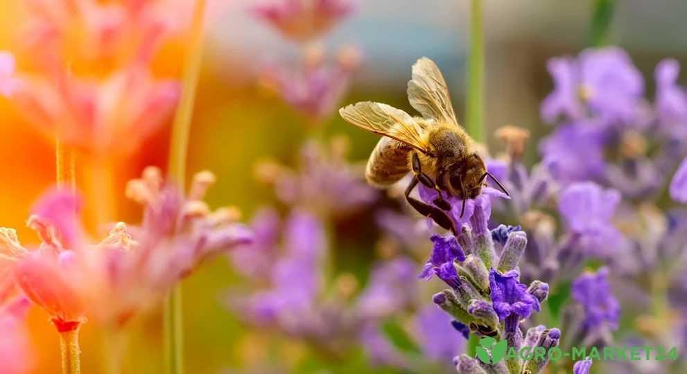 Как ухаживать за медоносными кустарниками