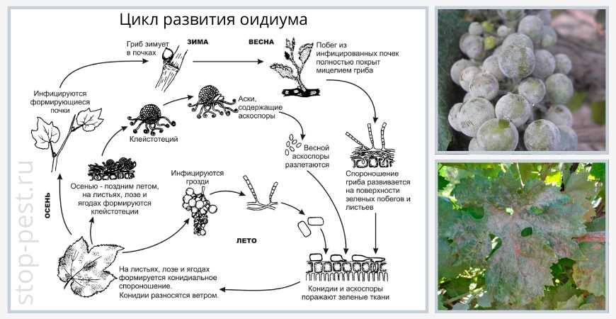 2. Химические препараты