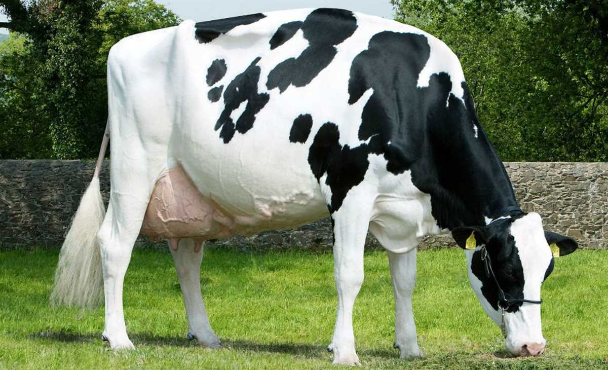 Мини-коровы: что это такое?
