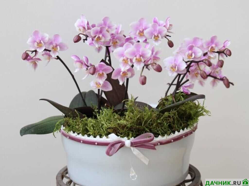 Оптимальная температура и освещение для мини-орхидей
