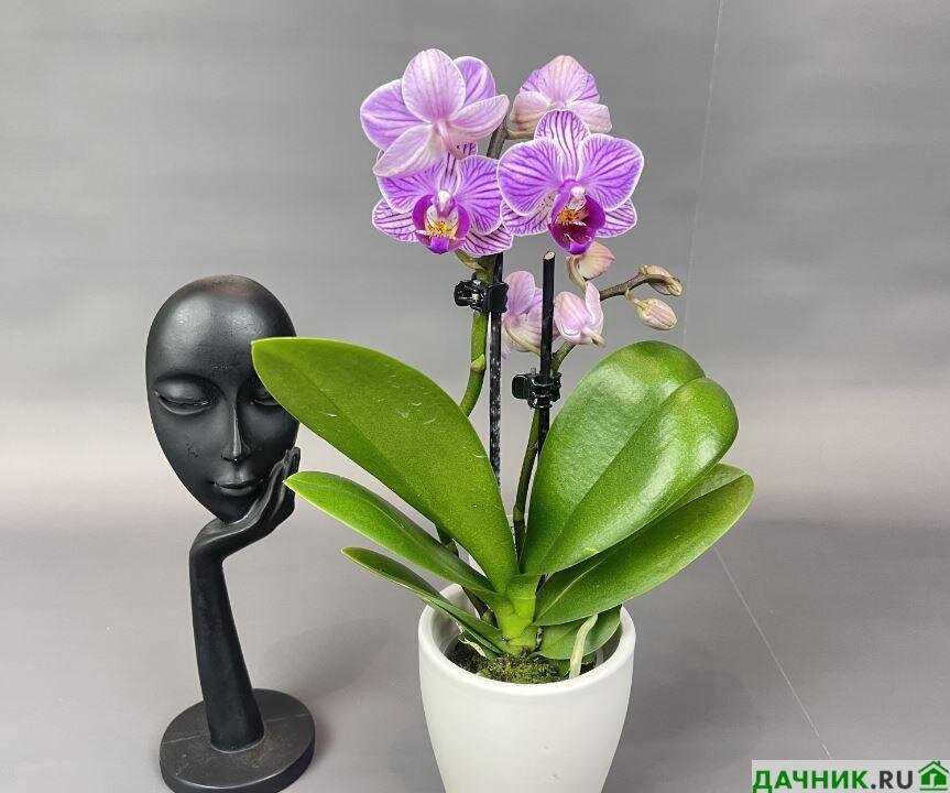 Мини-орхидеи: удивительные цветы для дома и офиса