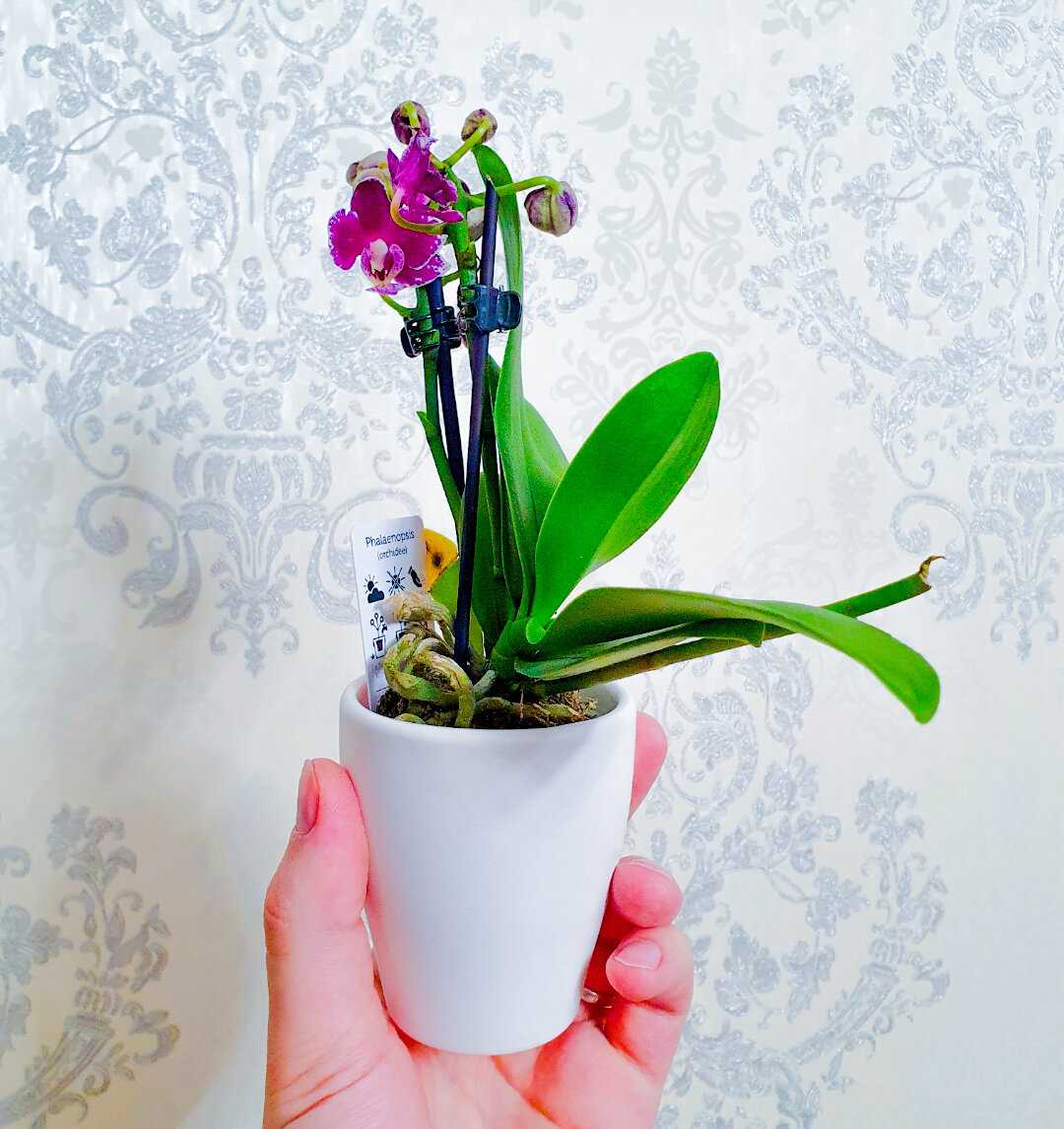 Особенности и преимущества мини-орхидей