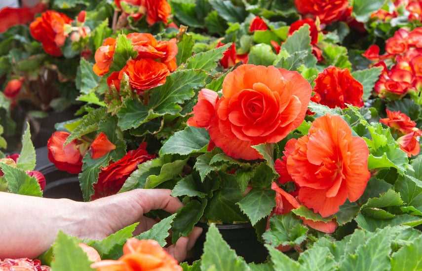 2. Бегония Тигровая (Begonia rex)