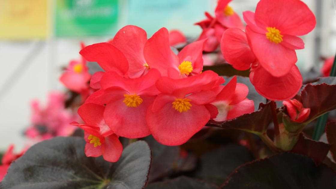 1. Бегония Большая (Begonia grandis)