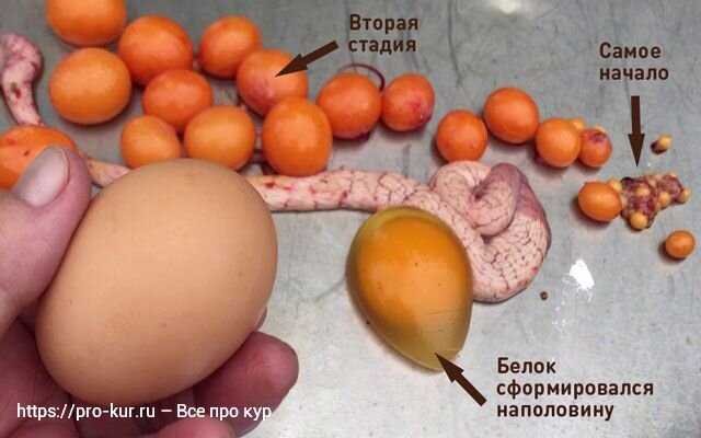 Влияние отсутствия петуха на яйцекладку