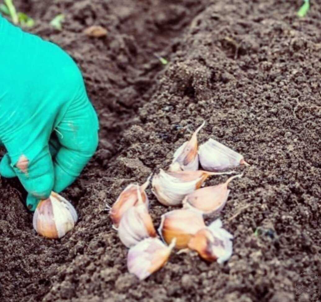 Как выбрать и подготовить почву для посадки озимого чеснока весной?
