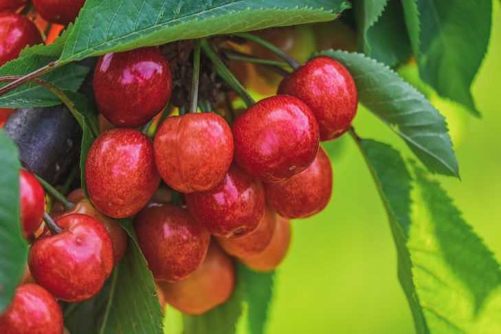 Как обеспечить оптимальные условия для роста черешни и вишни?