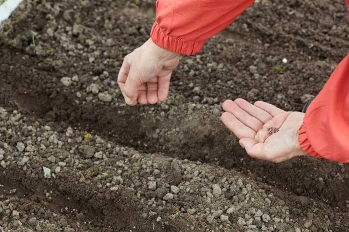 Подготовка грунта и семян для посева моркови в июне