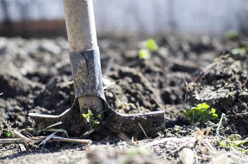 Выбор сорта и подготовка почвы