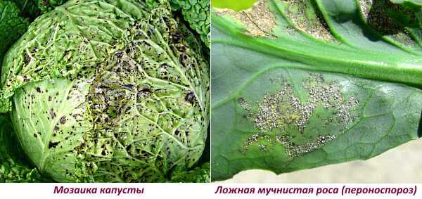 2. Применение биологических препаратов