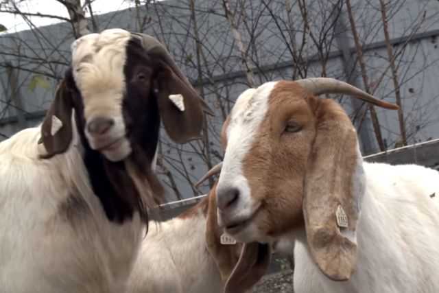 Популярные мясные породы коз