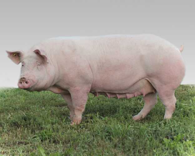 Что такое мясные породы свиней?