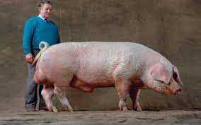 Породы свиней с быстрым набором веса