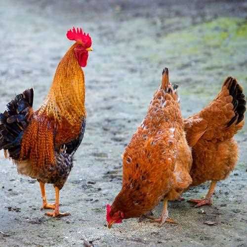 Что такое мясо-яичные породы кур?