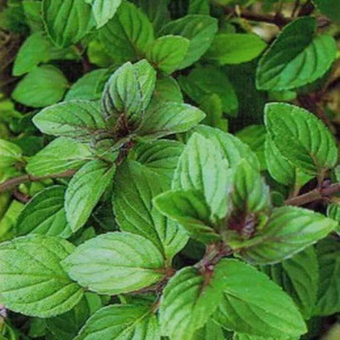 Лимонная мята (Mentha citrata)