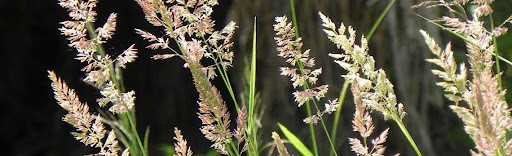2. Мятлик вейчевидный (Filipendula vulgaris)
