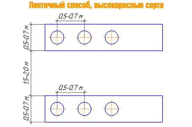 Рекомендации по расстоянию между кустами малины: