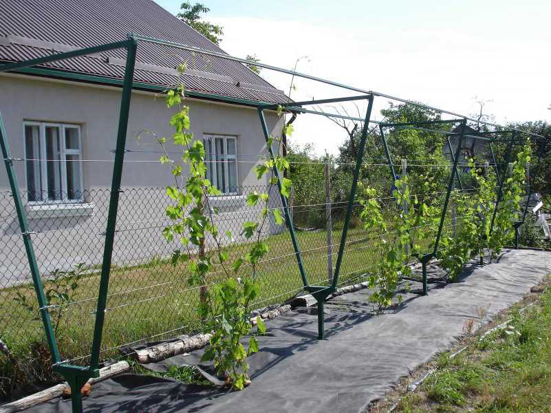 Типичные интервалы между виноградными посадками