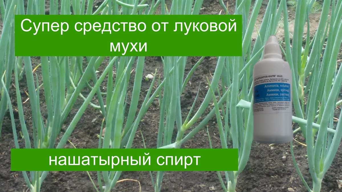 Вредители на дачных участках: луковая муха