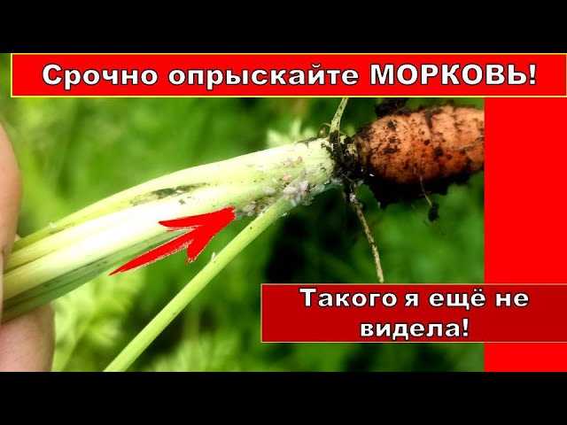 1. Выращивайте морковь в сменном посеве.