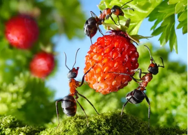 Почему нашатырный спирт эффективен в борьбе с муравьями