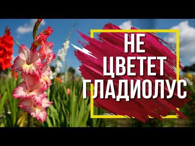 Недостаток питательных веществ