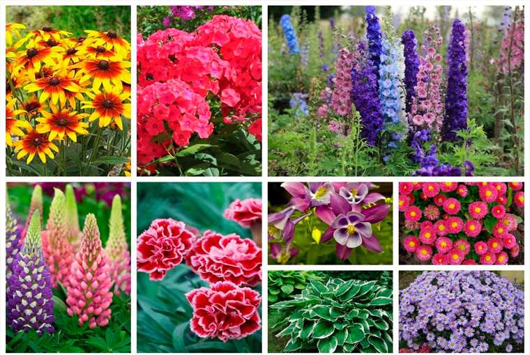 Выбор правильных садовых цветов