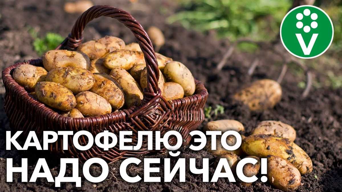 Картофельная культура