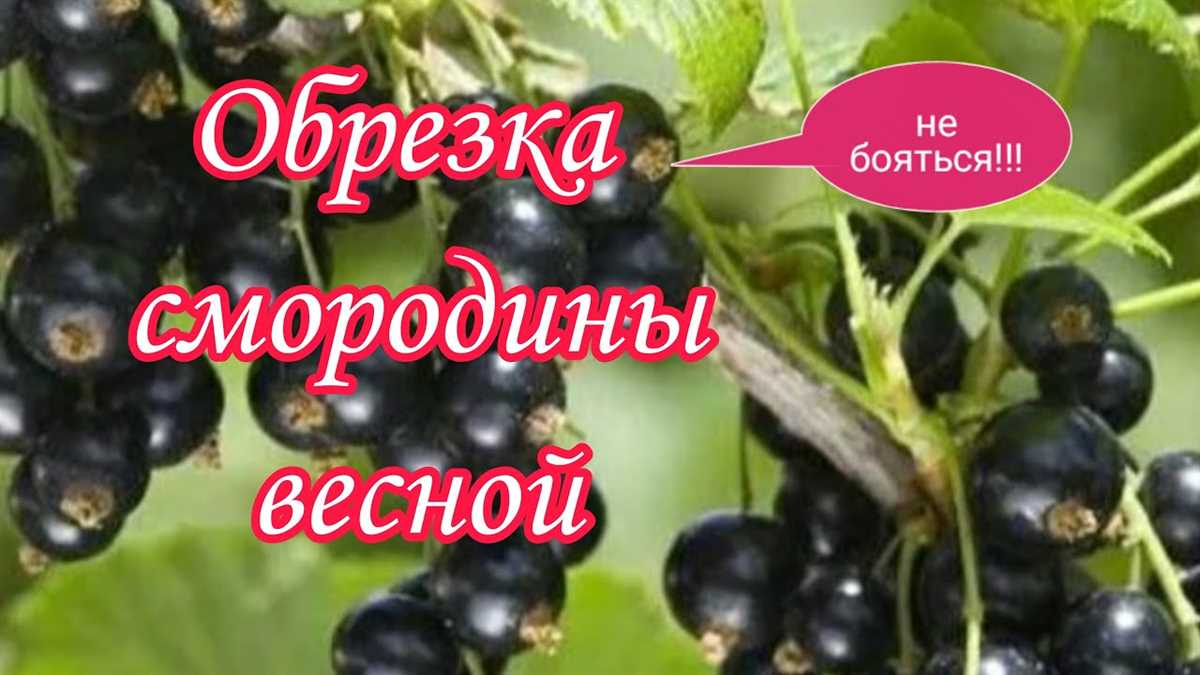 Подготовка растения к обрезке