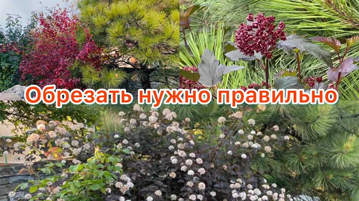 Что такое пузыреплодник?