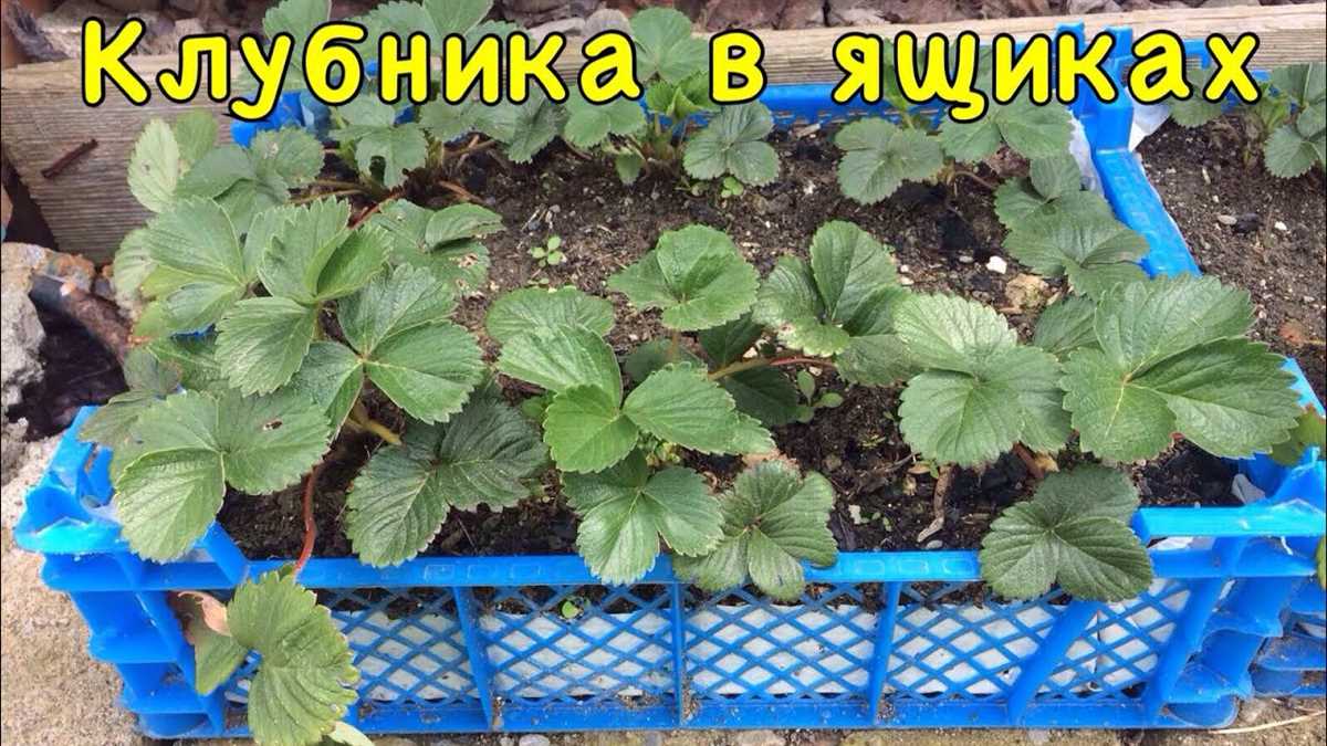 Почему клубника может быть выращена в горшках