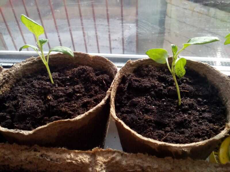 Основы выращивания баклажанов